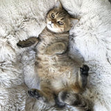 Marshmallow Cat Bed